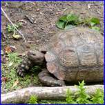 Click to enlarge image