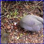 Click to enlarge image