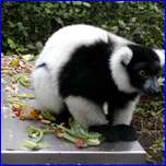 Click to enlarge image