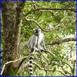 Click to enlarge image