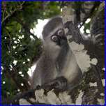 Click to enlarge image