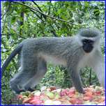 Click to enlarge image