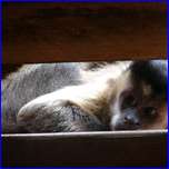 Click to enlarge image