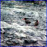 Click to enlarge image