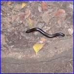 Click to enlarge image