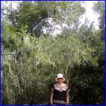 Click to enlarge image