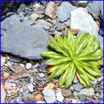 Click to enlarge image