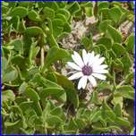 Click to enlarge image