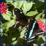 Click to enlarge image