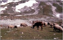 Click to enlarge Alpine Photo - French, Swiss and Austrian Alps