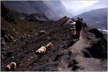 Click to enlarge Alpine Photo - French, Swiss and Austrian Alps