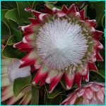 Click to Enlarge South African Photo]