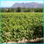 Click to Enlarge South African Photo]