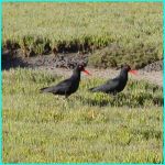 Click to Enlarge South African Photo]