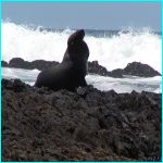 Click to Enlarge South African Photo]