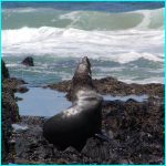 Click to Enlarge South African Photo]