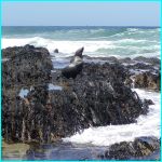 Click to Enlarge South African Photo]